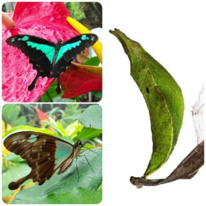 Лялечка метелика Papilio phorcas