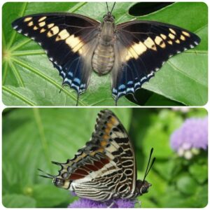 Живий тропічний метелик Charaxes castor