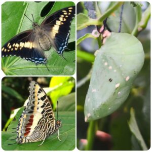 Лялечка метелика Charaxes castor