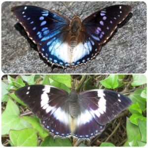 Живий тропічний метелик Charaxes cithaeron