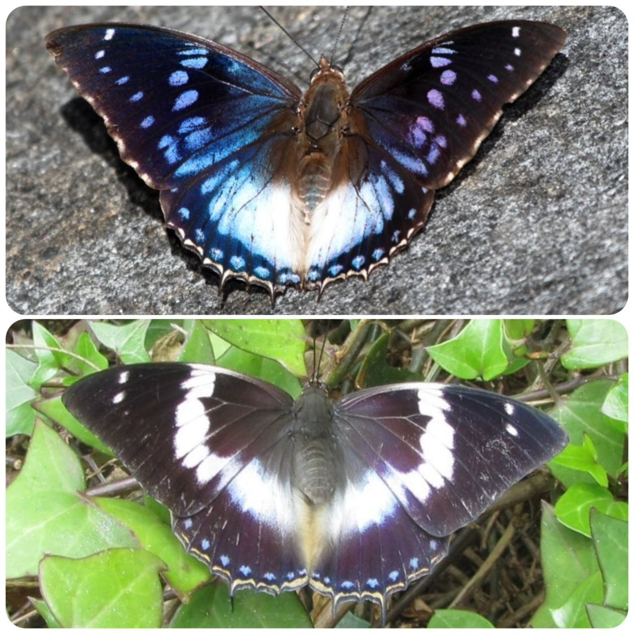 Живий тропічний метелик Charaxes cithaeron
