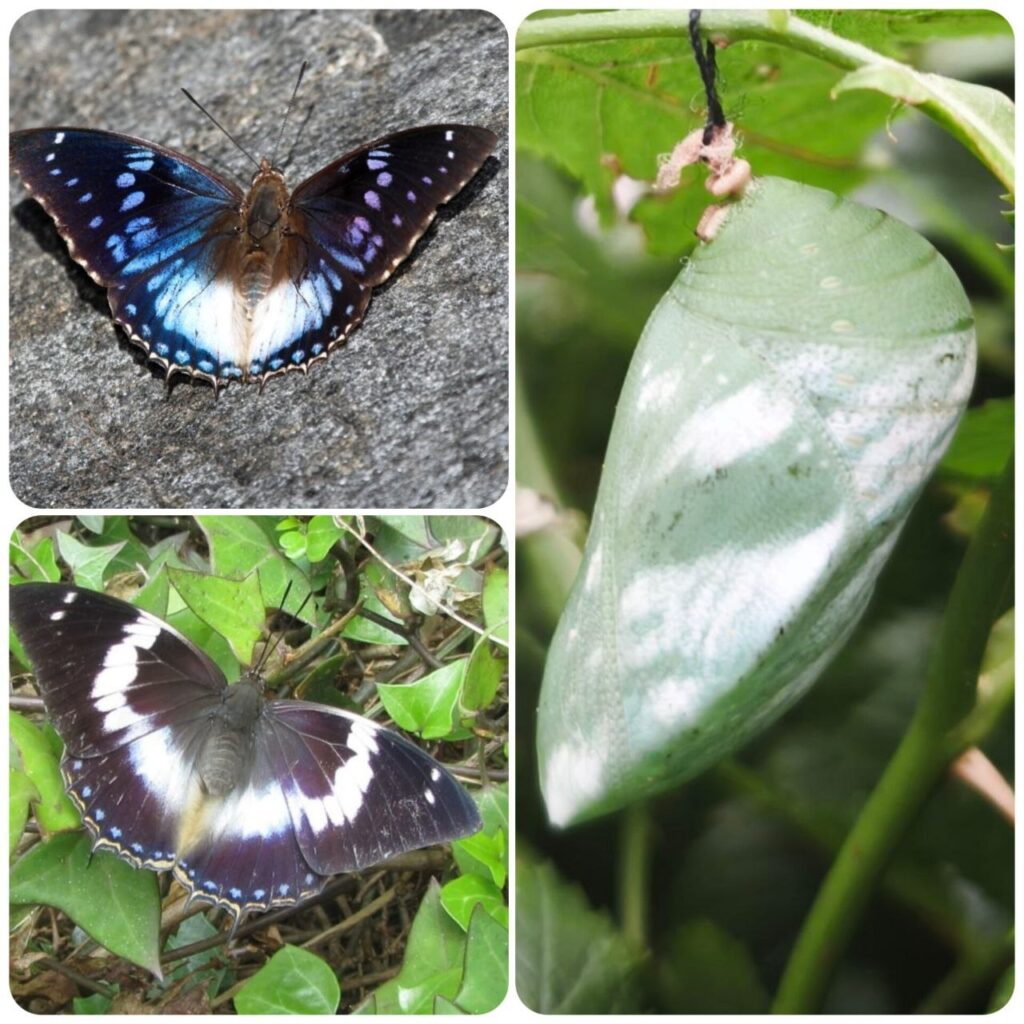 Лялечка метелика Charaxes cithaeron