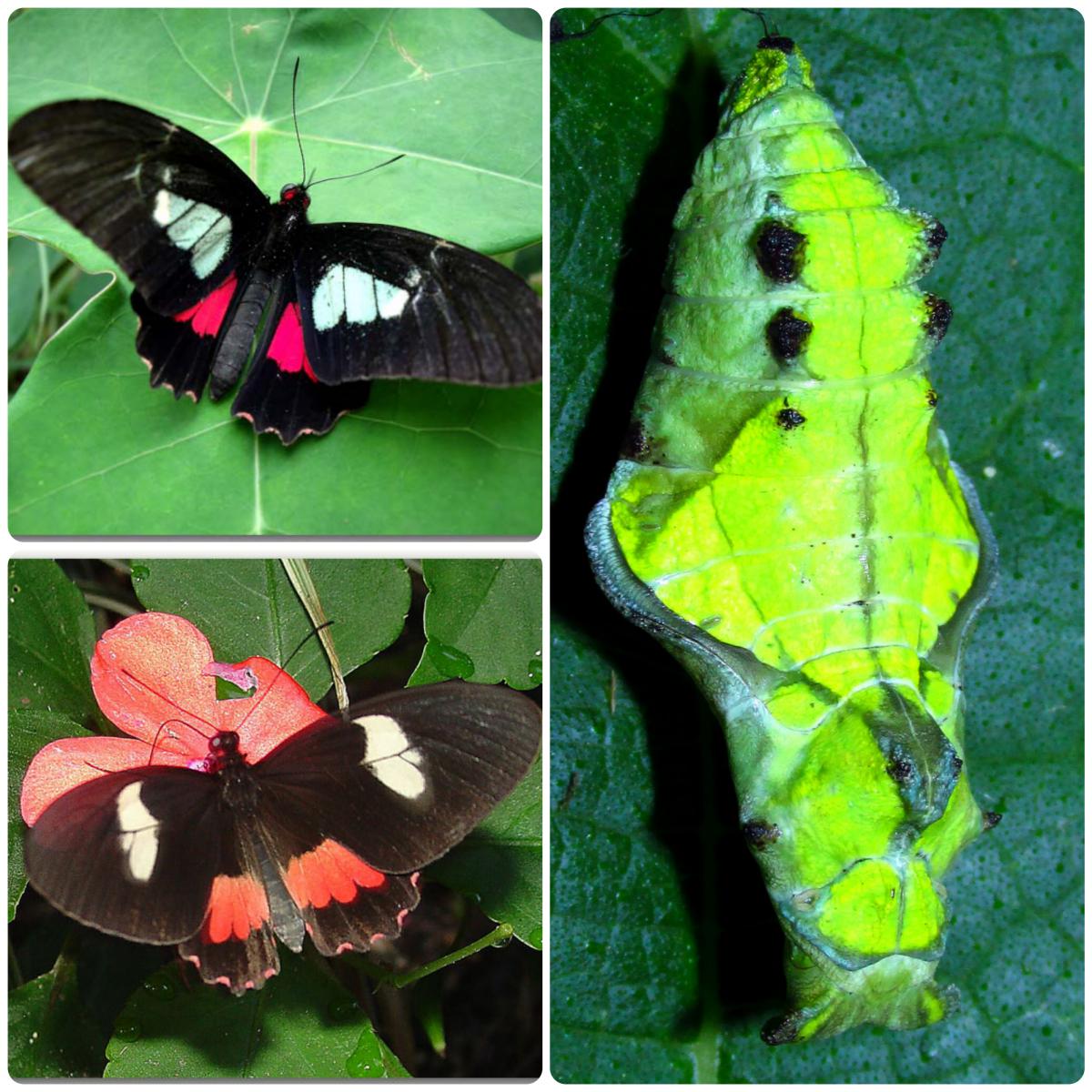 Лялечка метелика Parides eurimedes