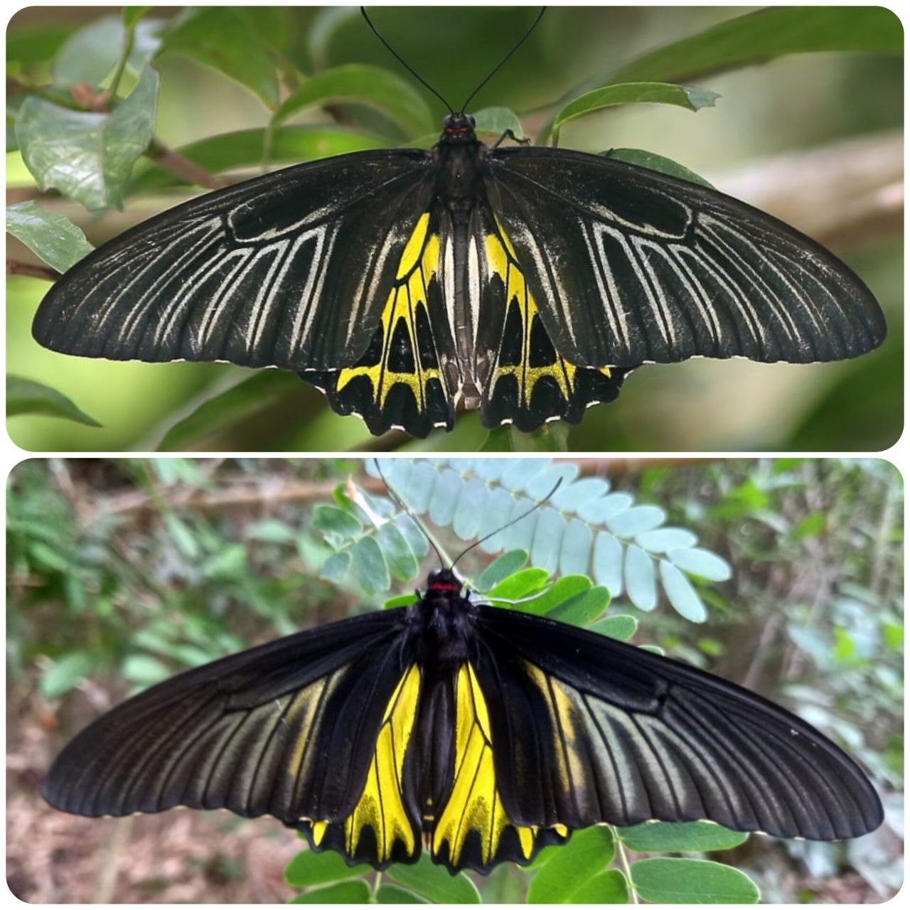 Живий тропічний метелик Troides aeacus