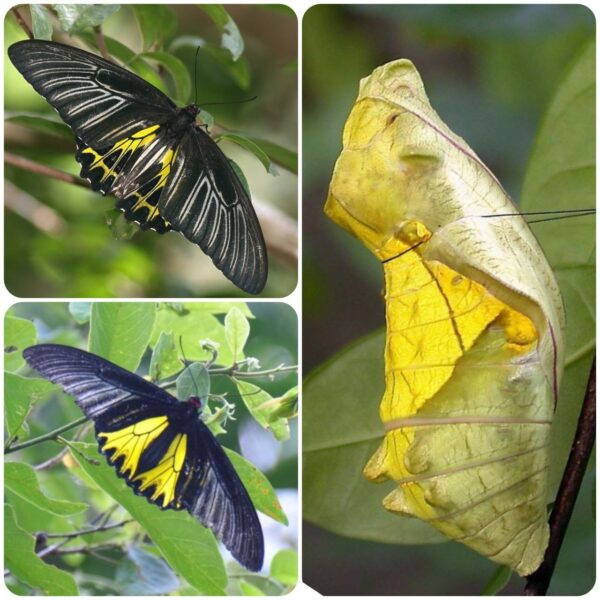 Лялечка метелика Troides aeacus